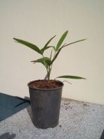 Trachycarpus fortunei (Chin. Hanfpalme) Tr.1-3